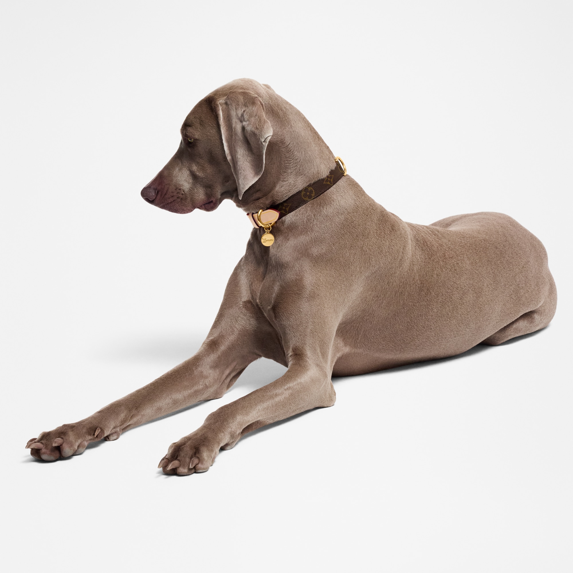 Dog Collar MM - Pets Accessories | LOUIS VUITTON